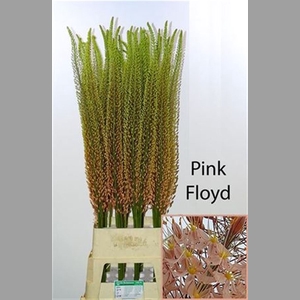 Eremurus Pink Floyd