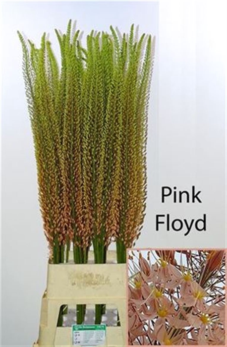 <h4>Eremurus Pink Floyd</h4>