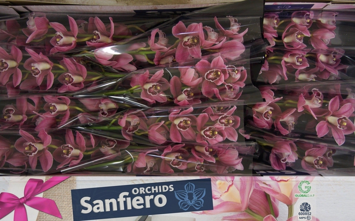 <h4>CYMB T GIGI</h4>