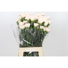 Dianthus St Brut