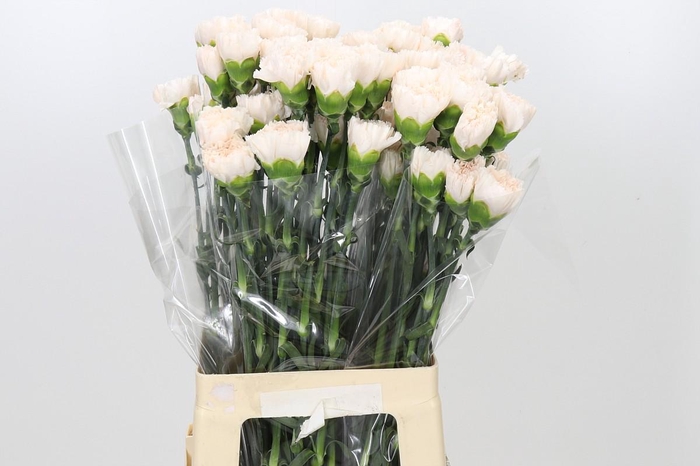 Dianthus St Brut
