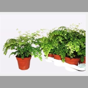 ADIAN RAD FRAGRANS