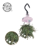 Peperomia prostrata hangpot Adorable Collection