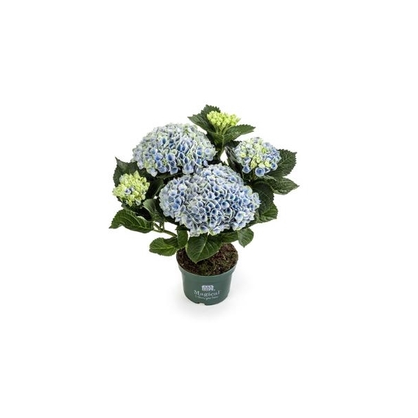 <h4>Hydrangea macr. Magical Revolution 10,5 cm Blauw 3-5 Bloem</h4>