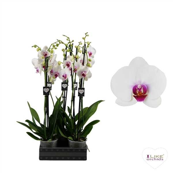 <h4>Phalaenopsis Scarlion - 3 tak 70cm</h4>
