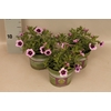 Calibrachoa eclipse Lilac