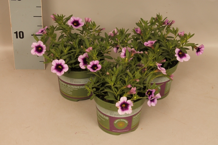 <h4>Calibrachoa eclipse Lilac</h4>