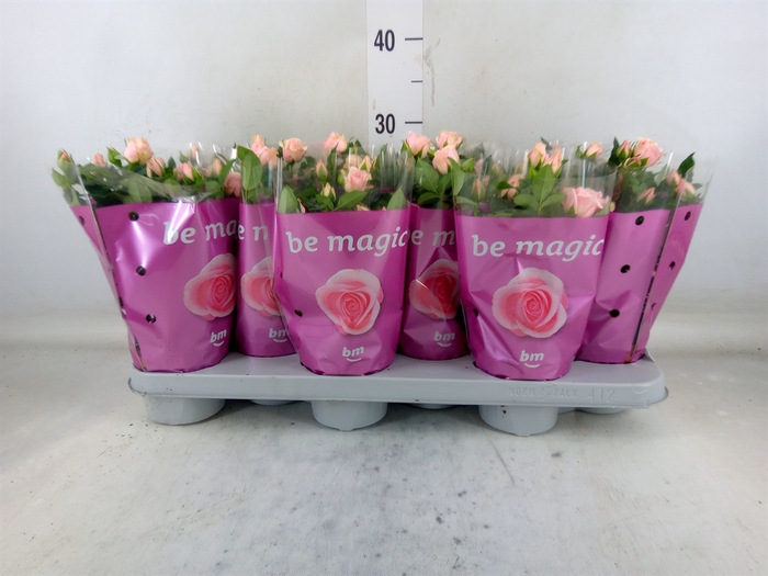 <h4>Rosa  'Lady Jewel'</h4>