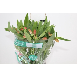 ALSTROEMERIA TROPICANA 080 CM