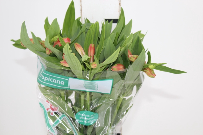 ALSTROEMERIA TROPICANA 080 CM