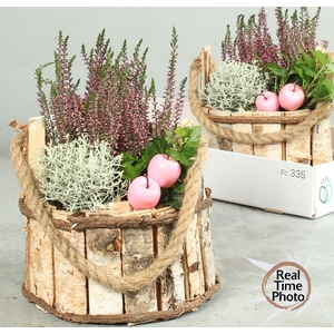 ARR TUINPLANTEN