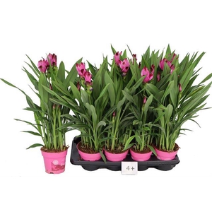 CURCUMA SIAM SPLASH P14