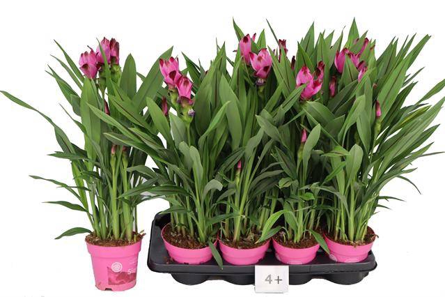 <h4>CURCUMA SIAM SPLASH P14</h4>