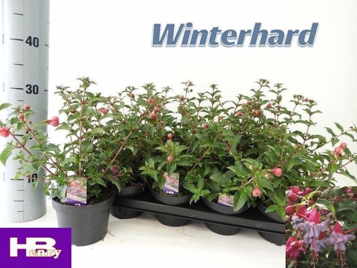 <h4>FUCHSIA HEIDI ANN</h4>