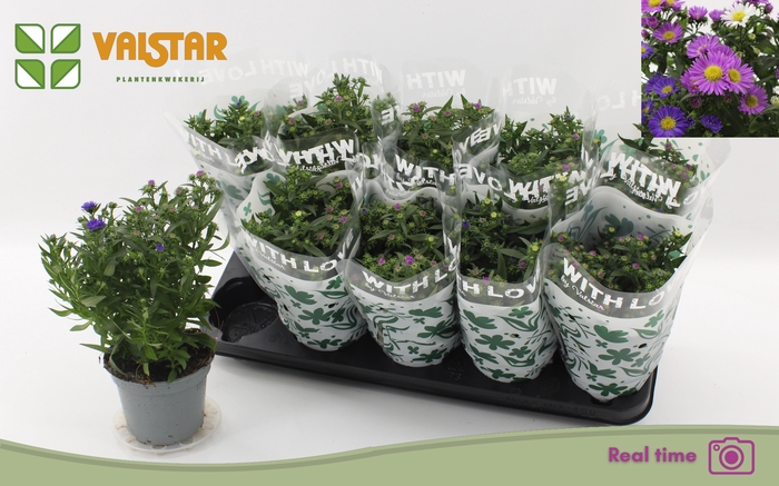 <h4>ASTER NB OV</h4>