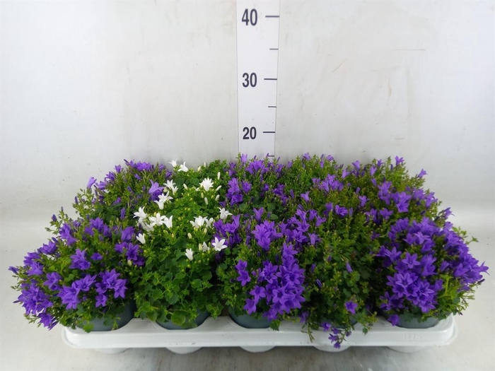 <h4>Campanula porten.</h4>