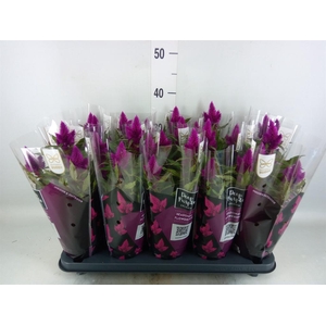 Celosia spic. 'Deep Purple'