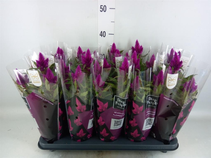 <h4>Celosia spic. 'Deep Purple'</h4>