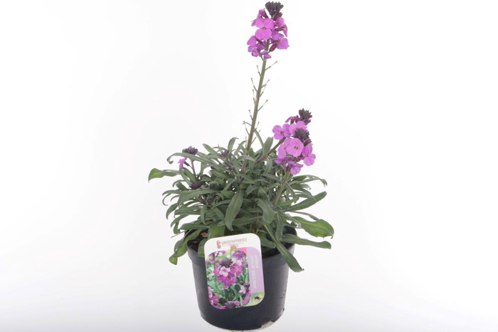 <h4>Erysimum lin. Bowles Mauve</h4>