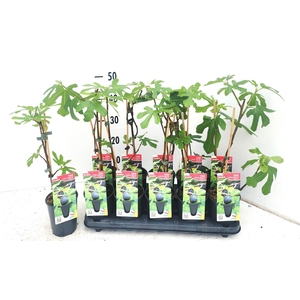 FICUS CAR BROWN TURK