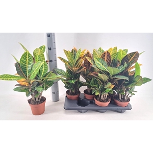 Codiaeum variegatum Petra 13Ø 55cm 6pp