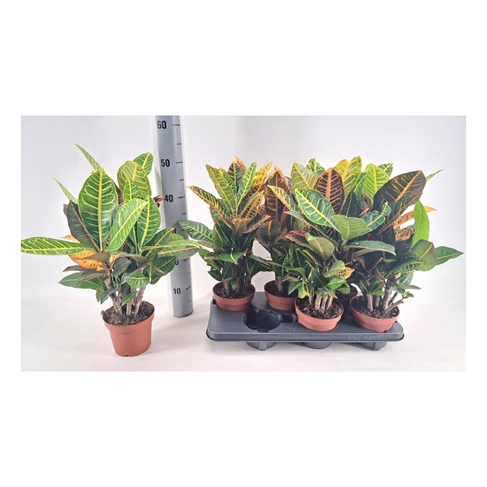 <h4>Codiaeum variegatum Petra 13Ø 55cm 6pp</h4>