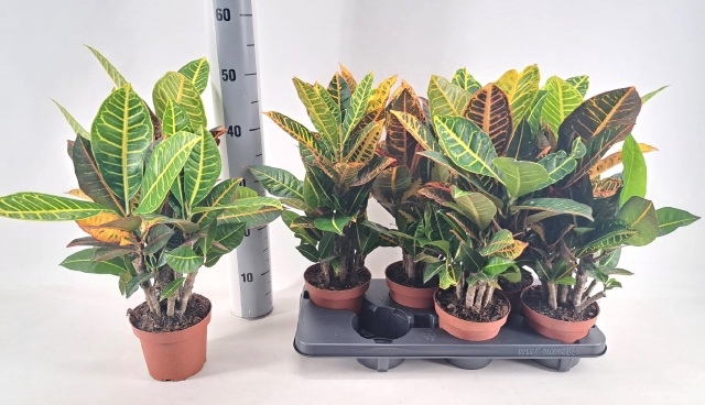 Codiaeum variegatum Petra 13Ø 55cm 6pp