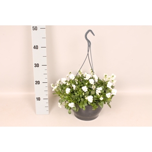 Hangpot 23 cm Viola cornuta White