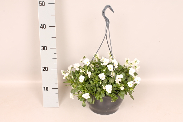 Hangpot 23 cm Viola cornuta White