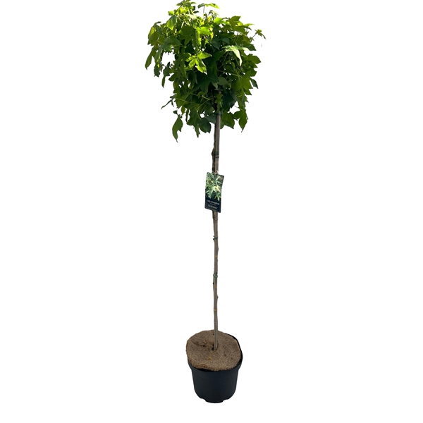 <h4>Liquidambar styraciflua Gumball stam 120cm</h4>