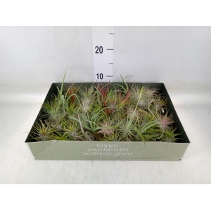 Tillandsia