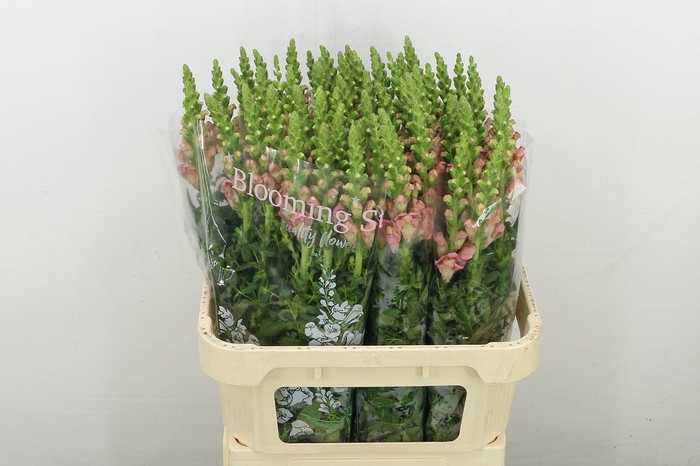 <h4>Antir Antibes Rose</h4>