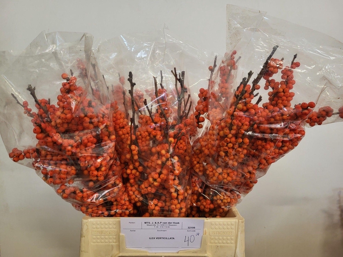 <h4>ILEX MAG DAYDREAM</h4>