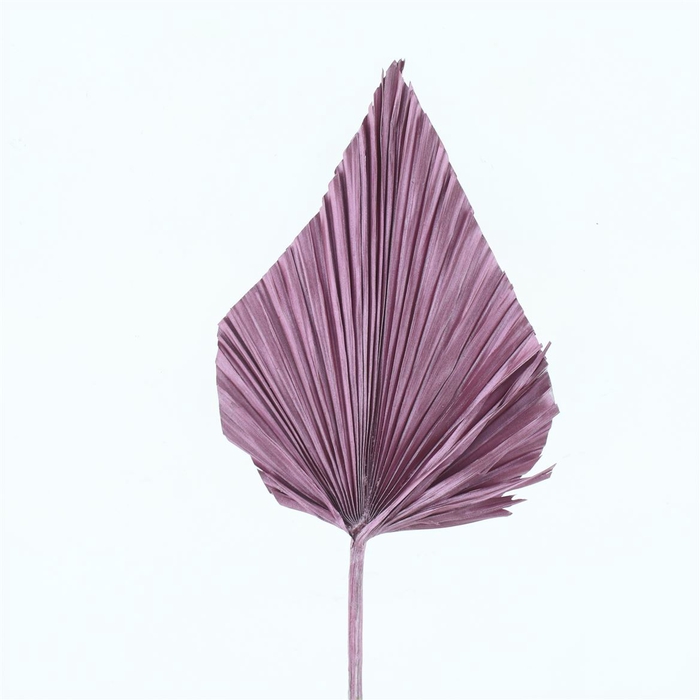 <h4>Dried Palm Spear X X L Rose Metallic</h4>