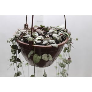 CEROPEGIA WOODII C18