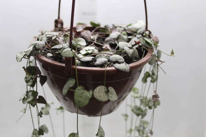 <h4>CEROPEGIA WOODII C18</h4>