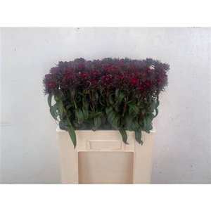 Di Barb B Diep Rood