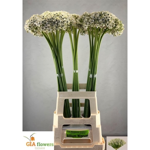 Allium Nigrum