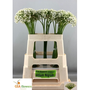 ALLIUM NIGRUM