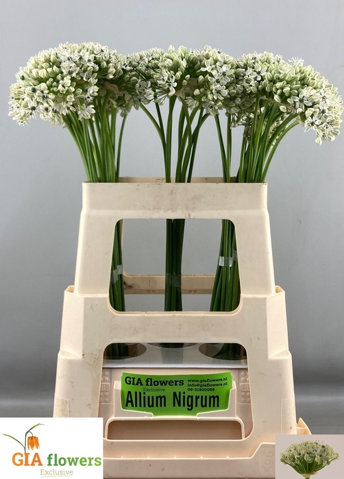 <h4>ALLIUM NIGRUM</h4>