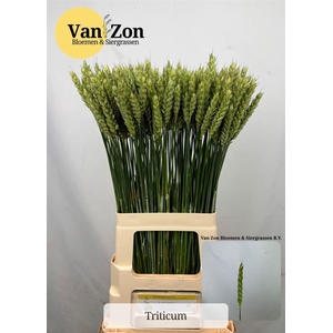Siergras Triticum Aestivum