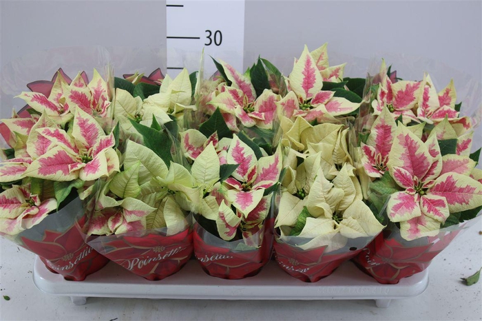 <h4>Euphorbia P Midi Mars Marble</h4>