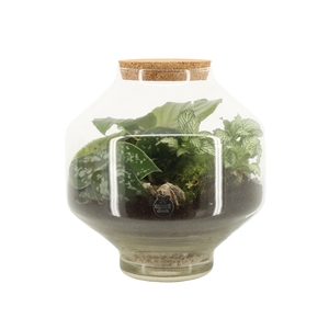 90717: Terrarium arrangement