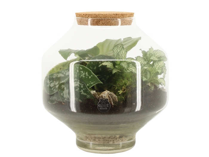 <h4>90717: Terrarium arrangement</h4>