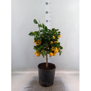Citrus   ...