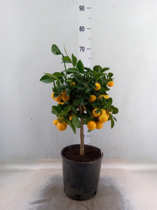 <h4>Citrus   ...</h4>