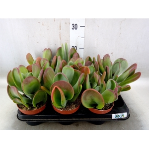 Kalanchoe NF thyrsiflora 'Red Lips'