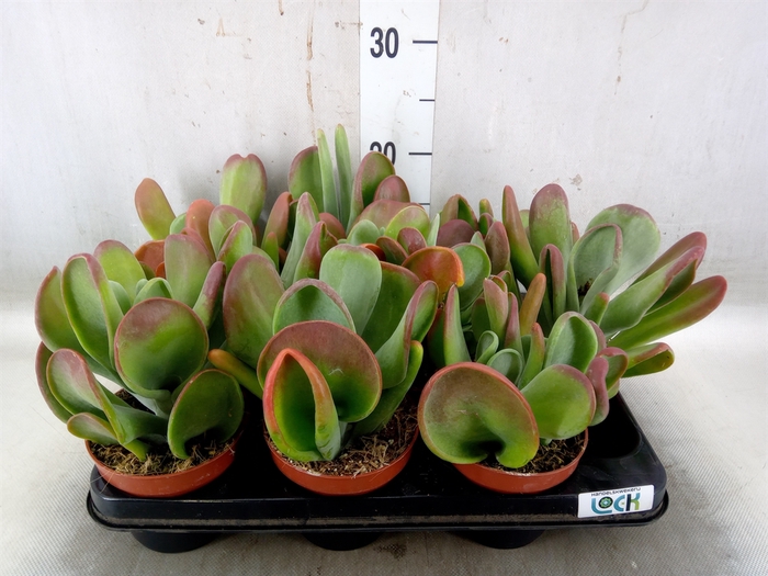 <h4>Kalanchoe NF thyrsiflora 'Red Lips'</h4>