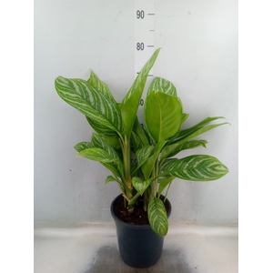 Aglaonema  'Stripes'