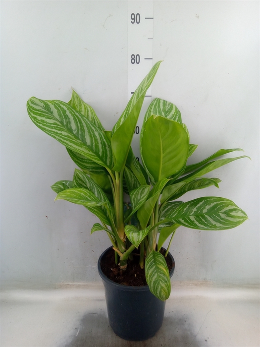 <h4>Aglaonema  'Stripes'</h4>